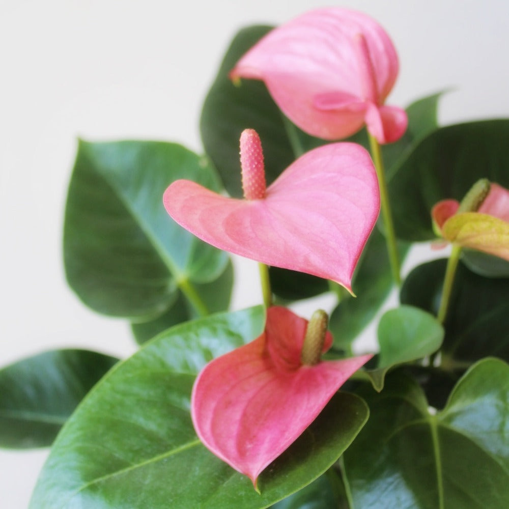 Anturios de colores - SV2026 - Ramona Floristería 💐