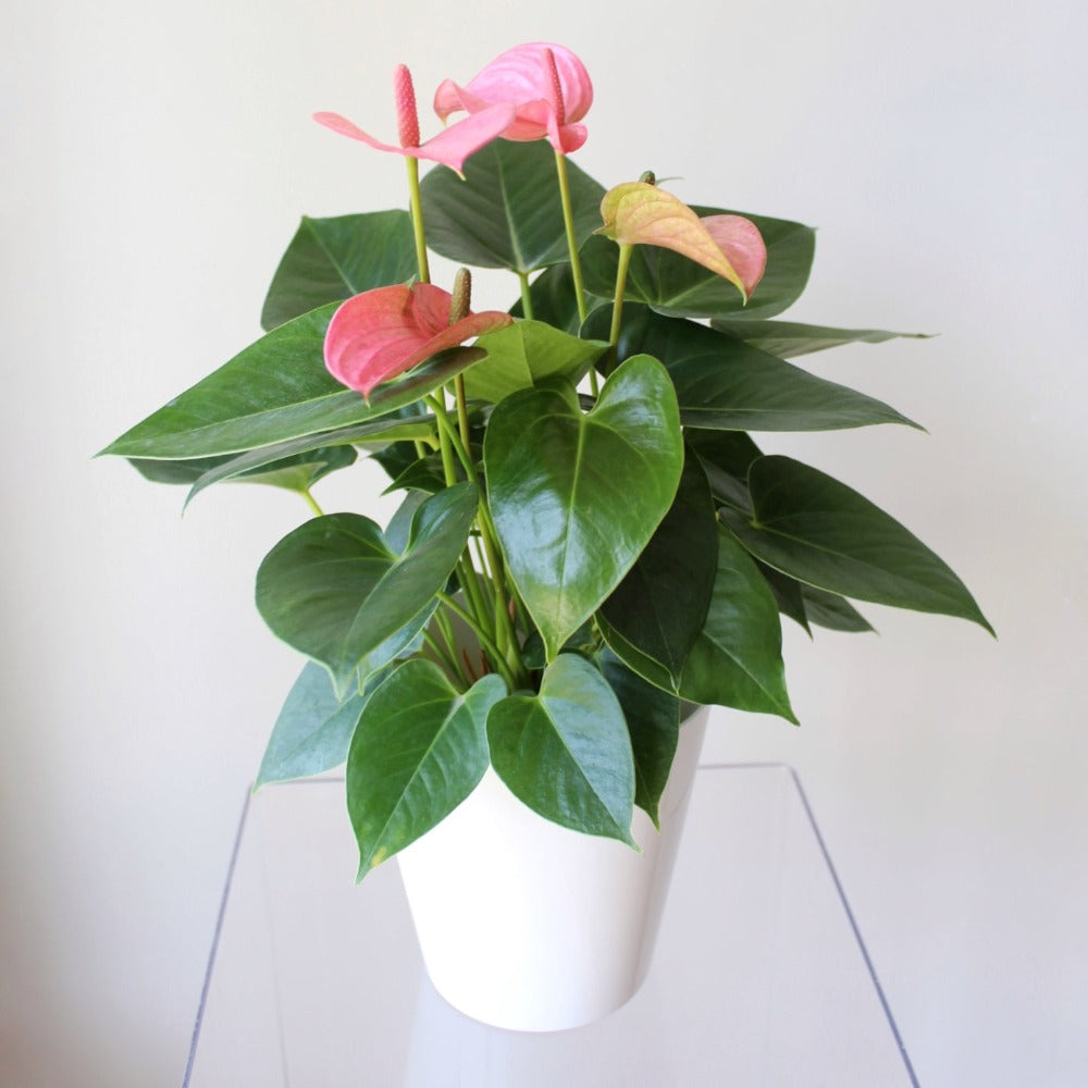 Anturios de colores - SV2026 - Ramona Floristería 💐