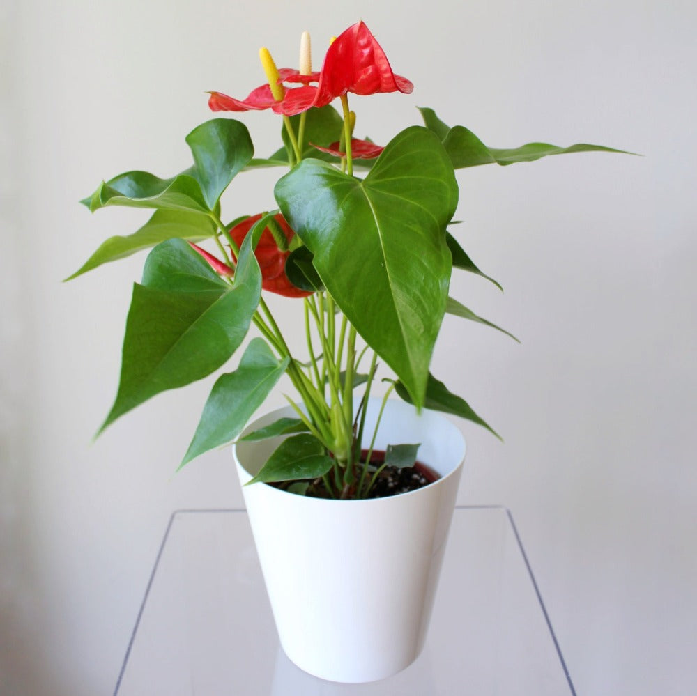 Anturios de colores - SV2026 - Ramona Floristería 💐