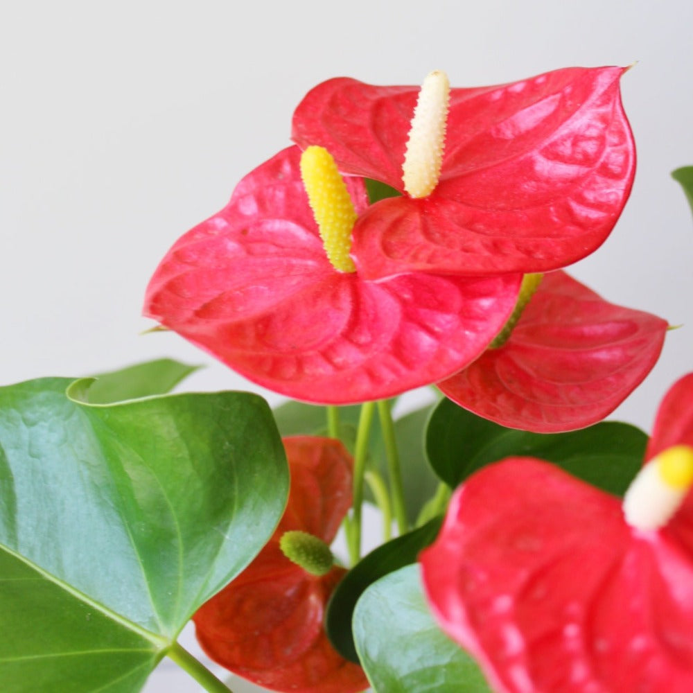 Anturios de colores - SV2026 - Ramona Floristería 💐