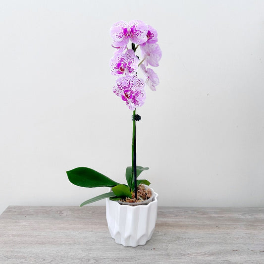 Orquídeas en planta  CLARIDAD – Laurel Floristería