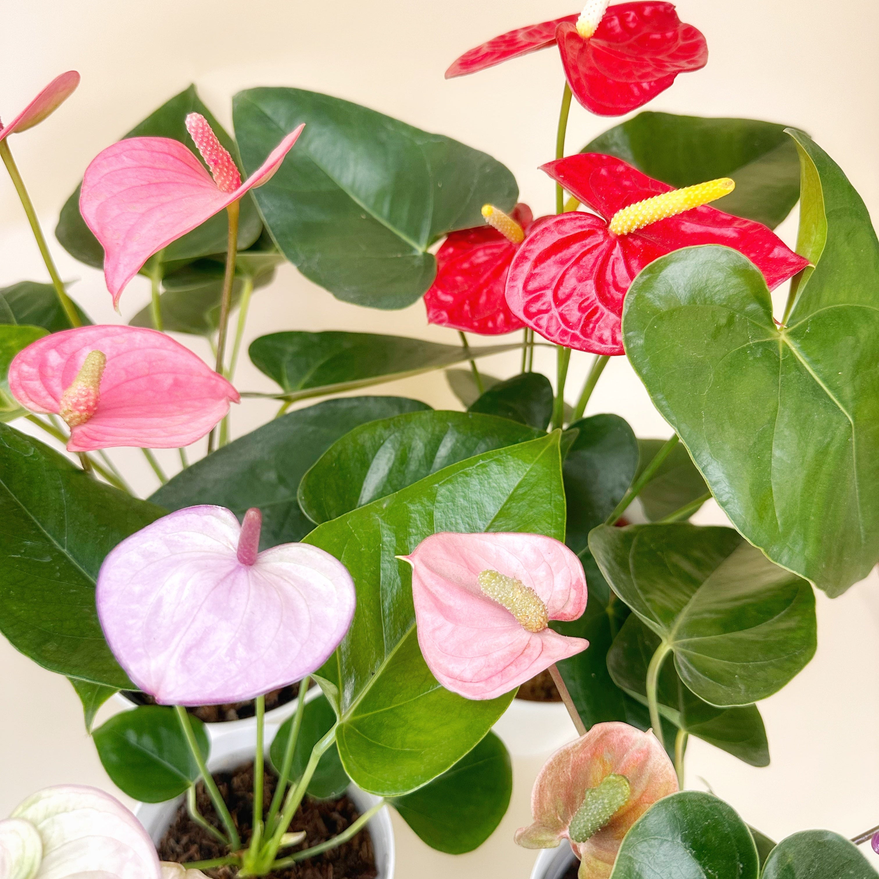 Anturios de colores - Día de la Madre - Ramona Floristería 💐