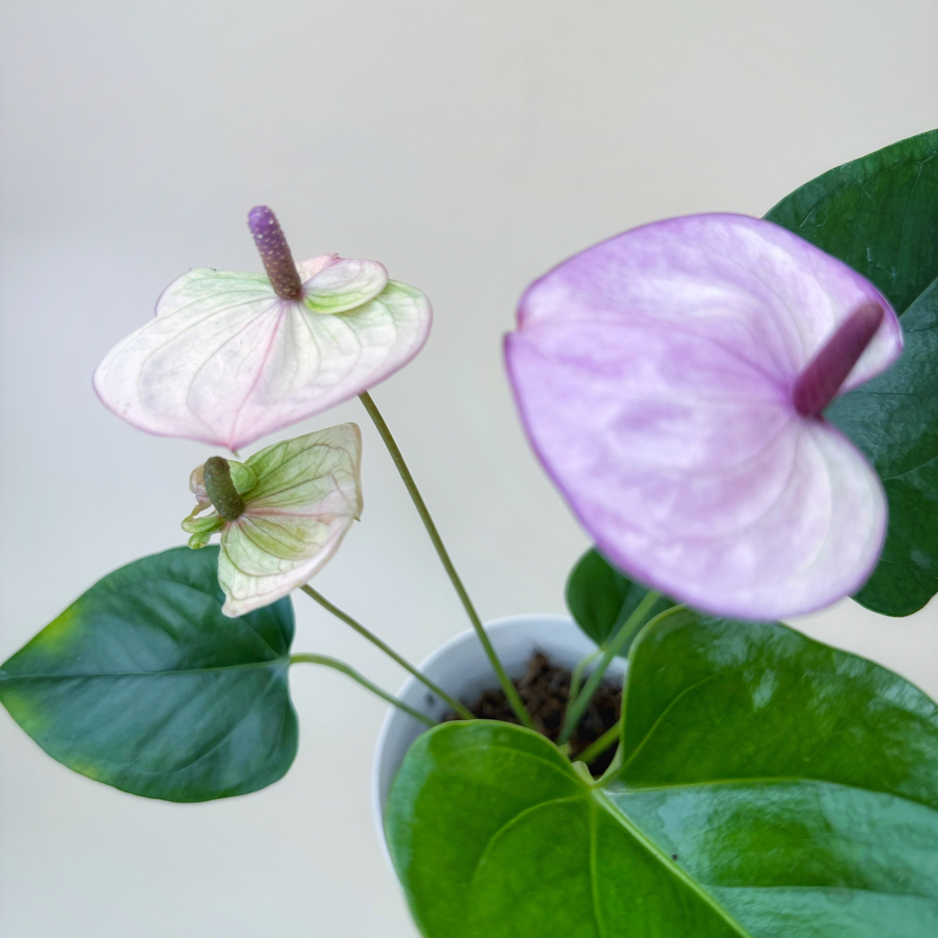 Anturios de colores - Día de la Madre - Ramona Floristería 💐