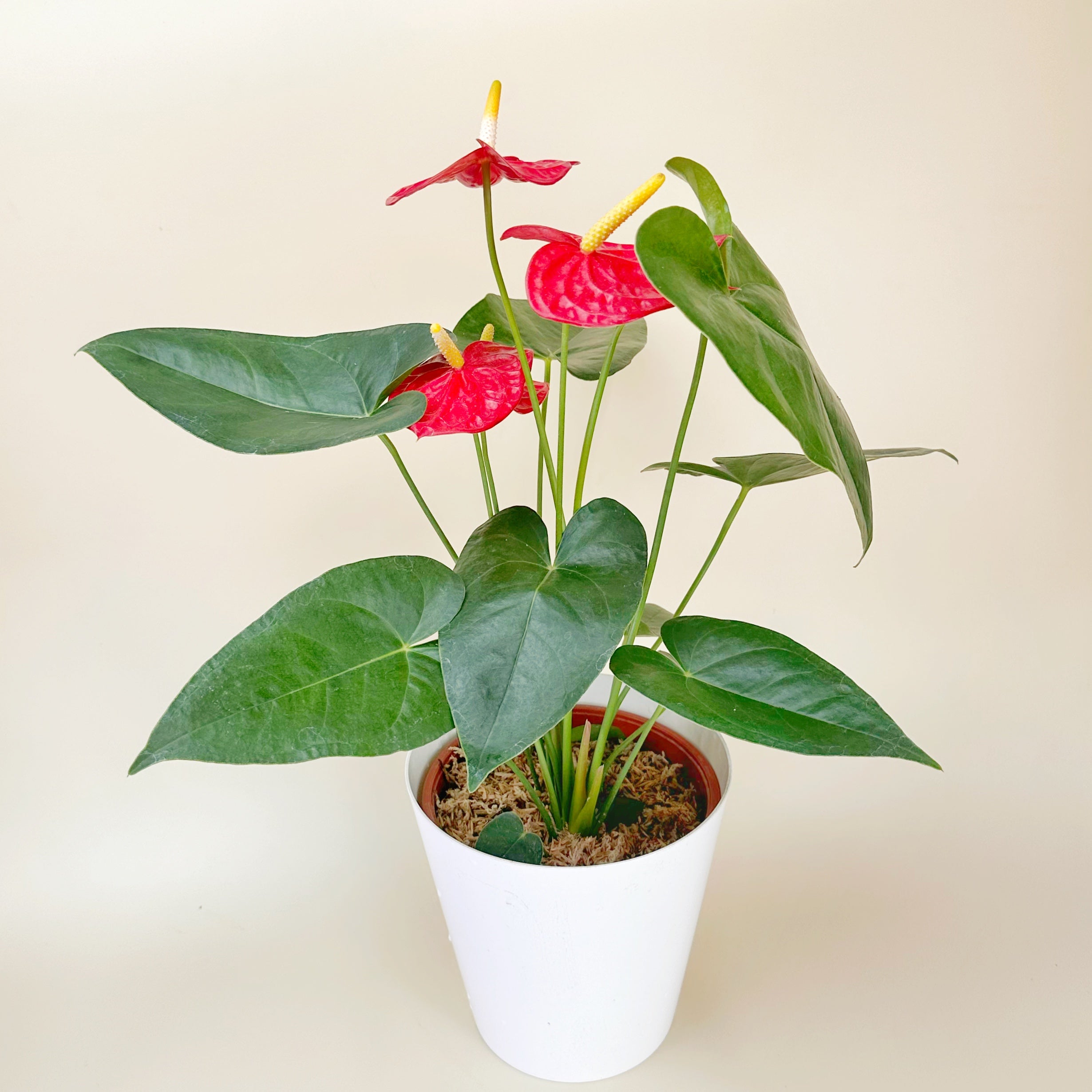 Anturios de colores - Día de la Madre - Ramona Floristería 💐