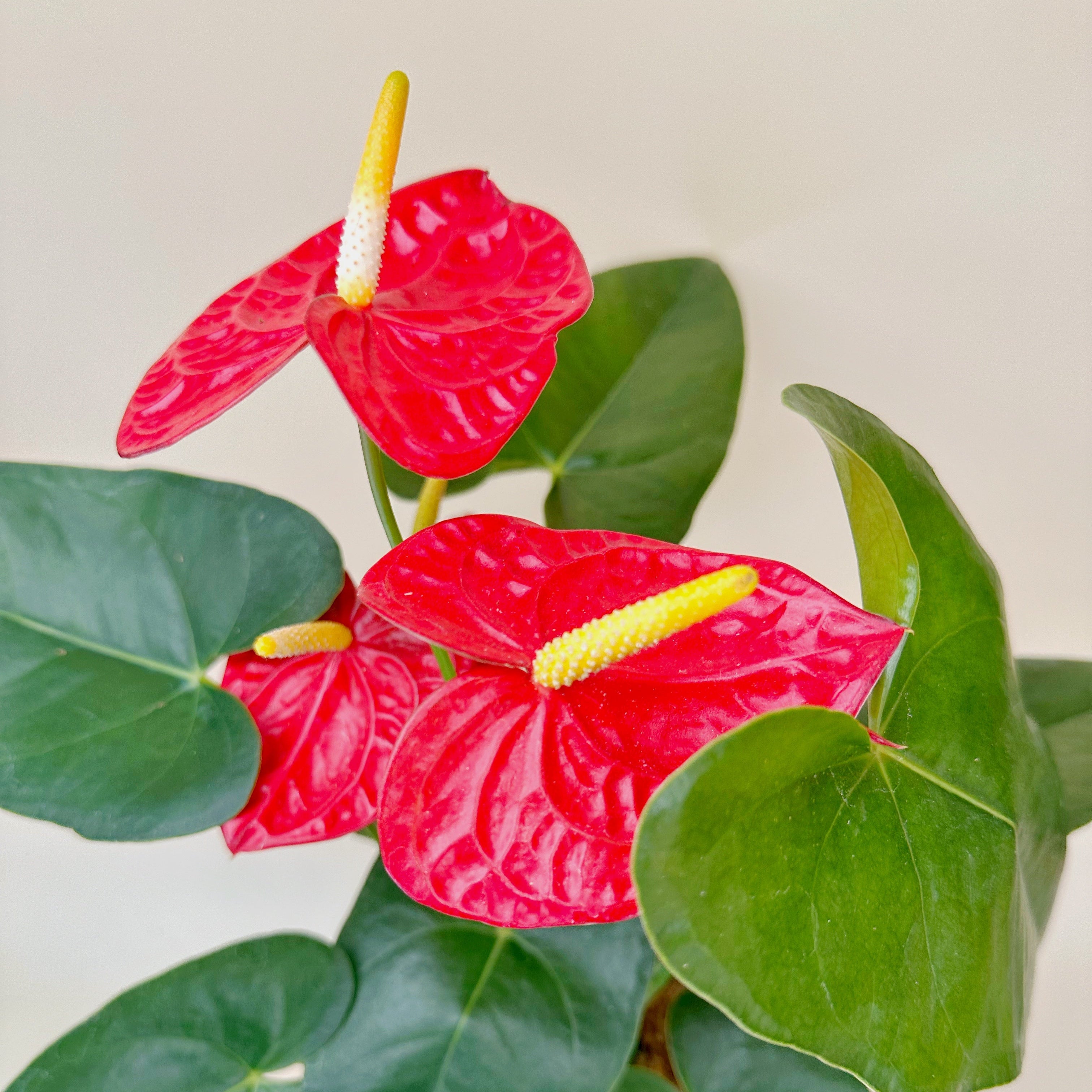 Anturios de colores - Día de la Madre - Ramona Floristería 💐