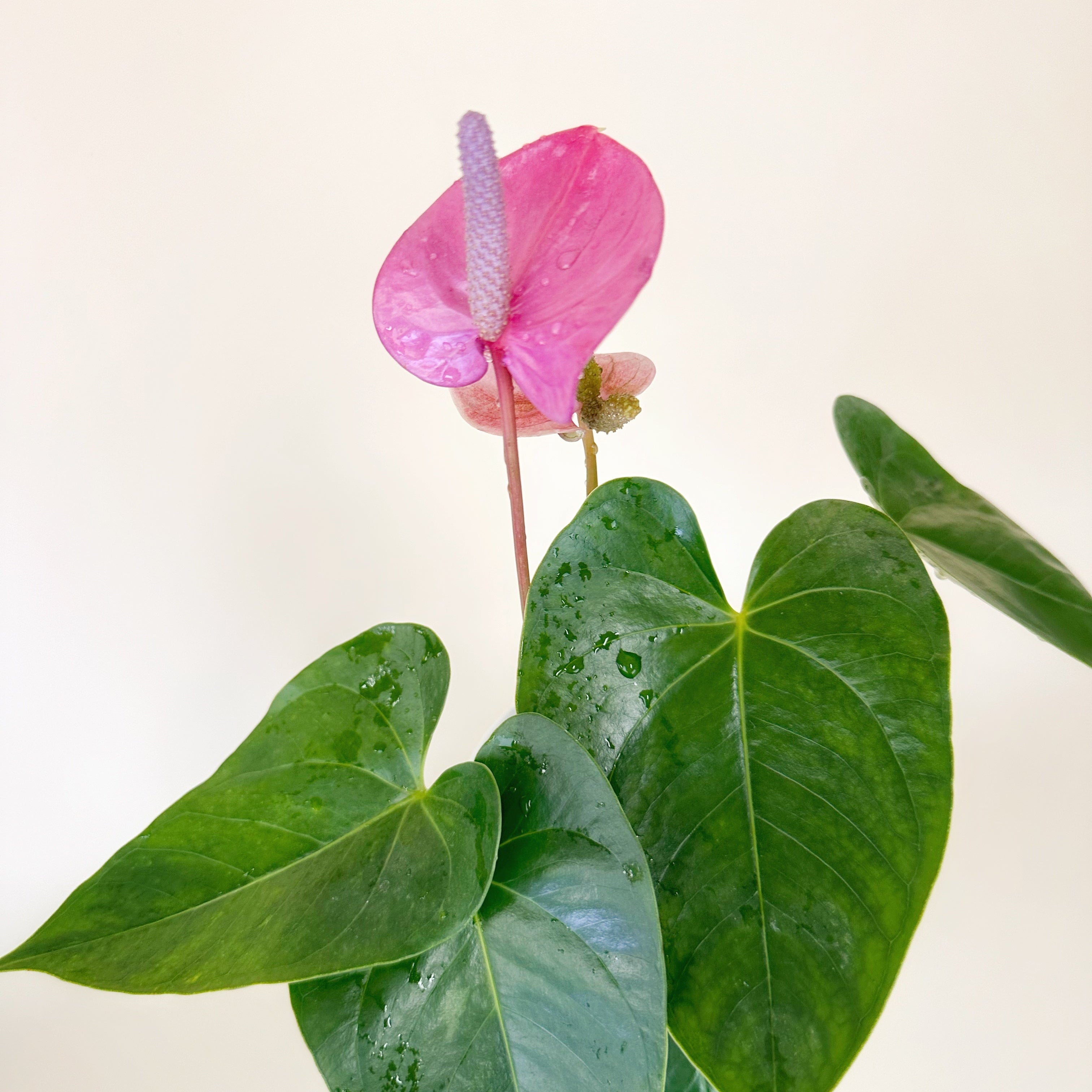 Anturios de colores - Día de la Madre - Ramona Floristería 💐