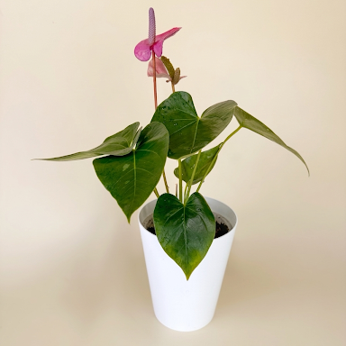 Anturios de colores - Día de la Madre - Ramona Floristería 💐