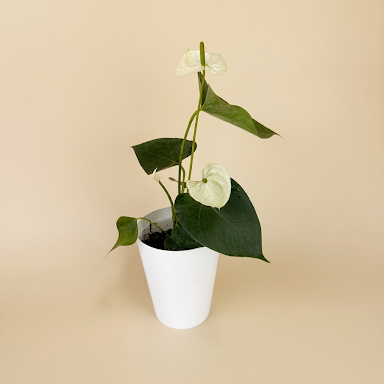 Anturios de colores - Día de la Madre - Ramona Floristería 💐
