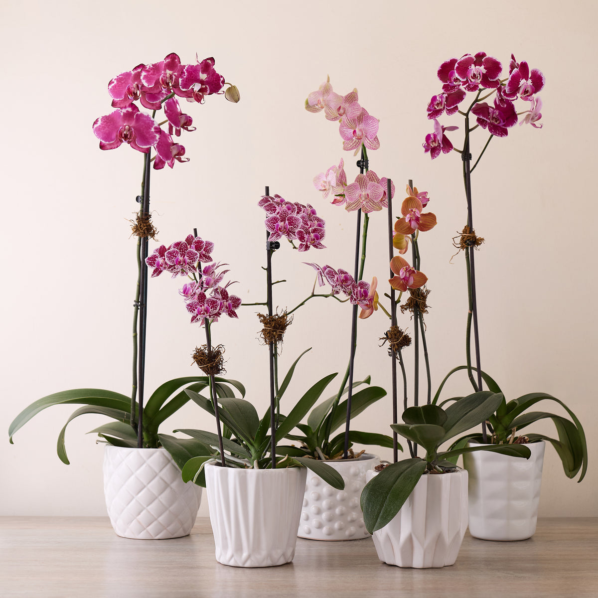 Taller de orquídeas - Ramona Floristería 💐
