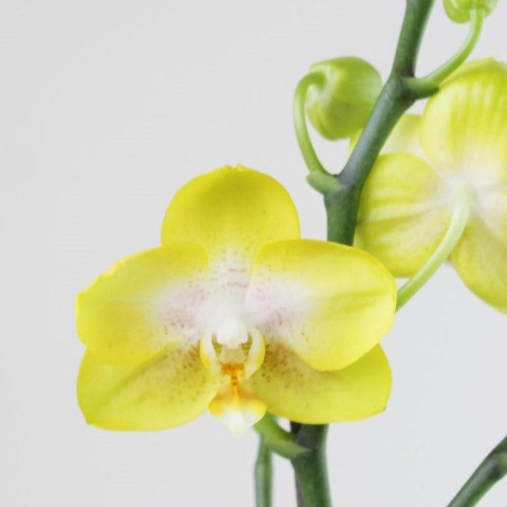 Philly Amarilla - Ramona Floristería 💐