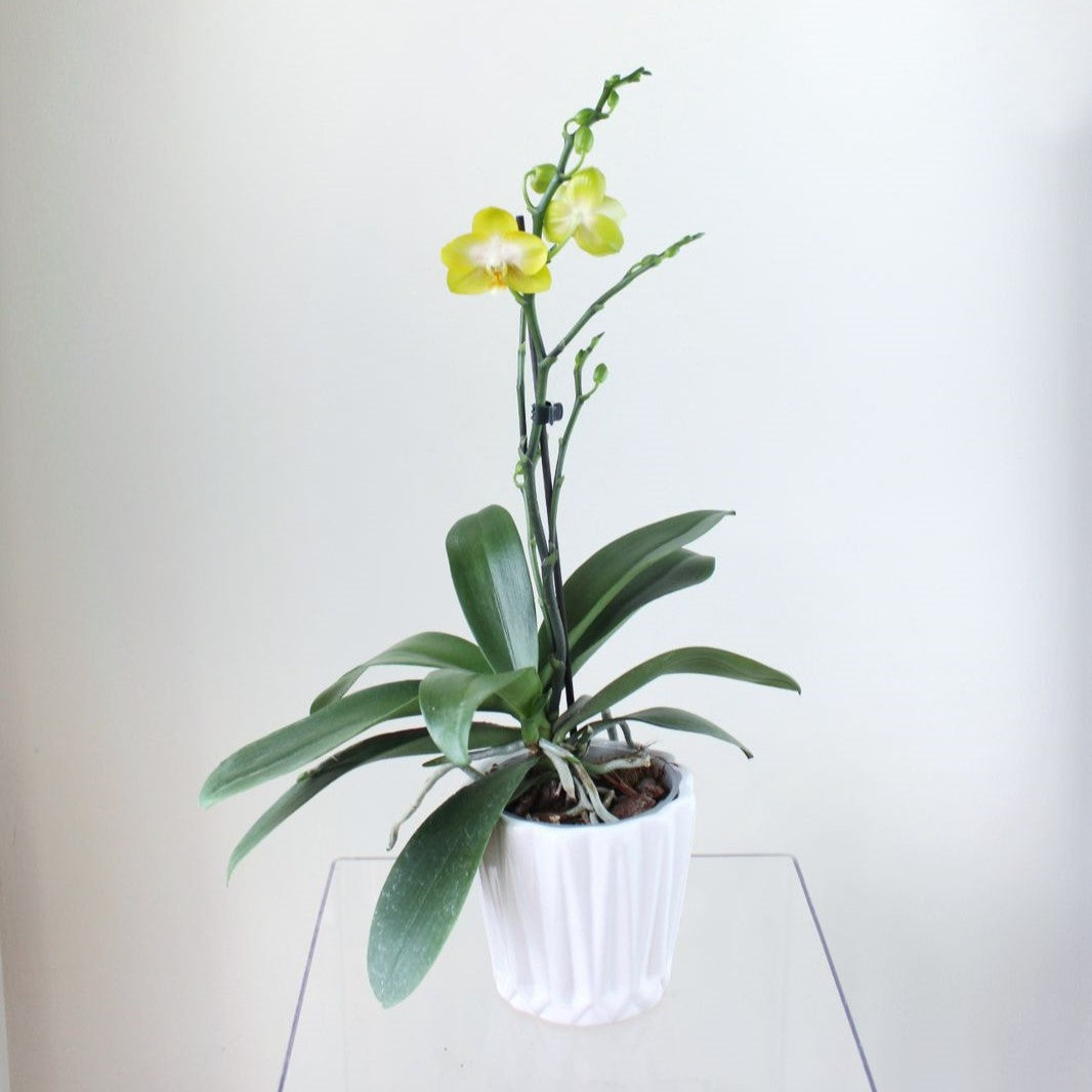 Philly Amarilla - Ramona Floristería 💐