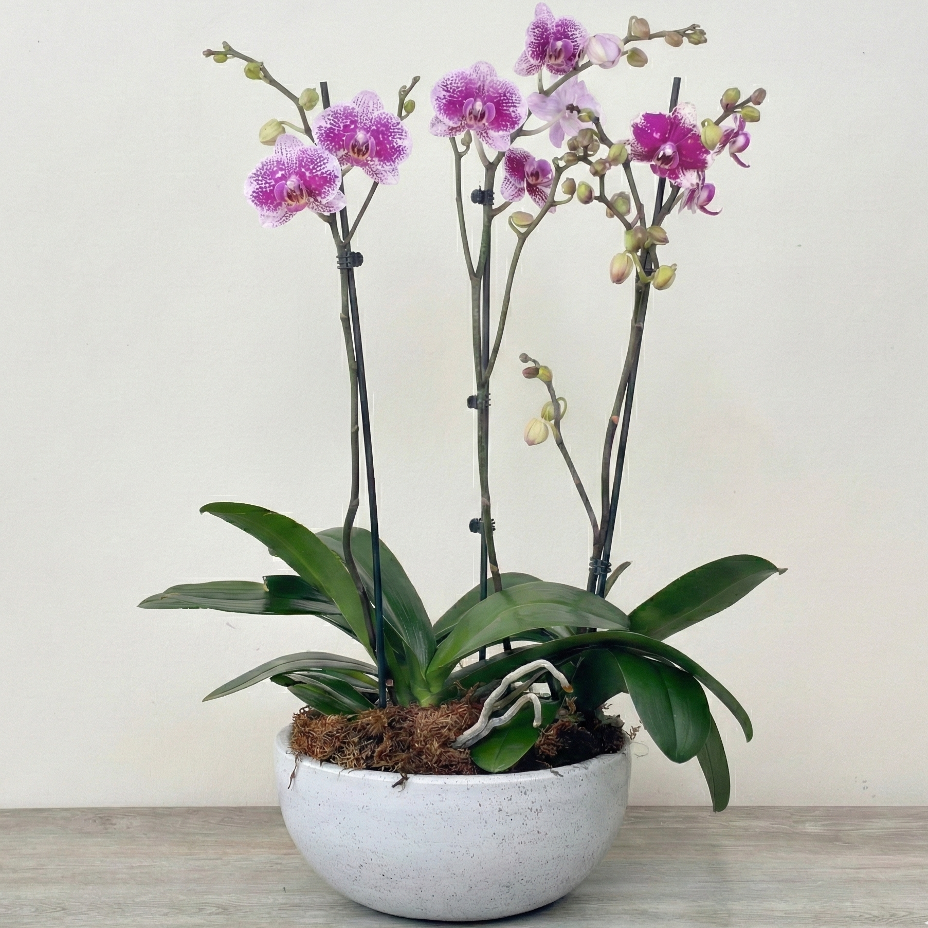 Arreglo de Orquídeas