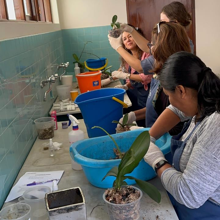 Taller de orquídeas - Ramona Floristería 💐