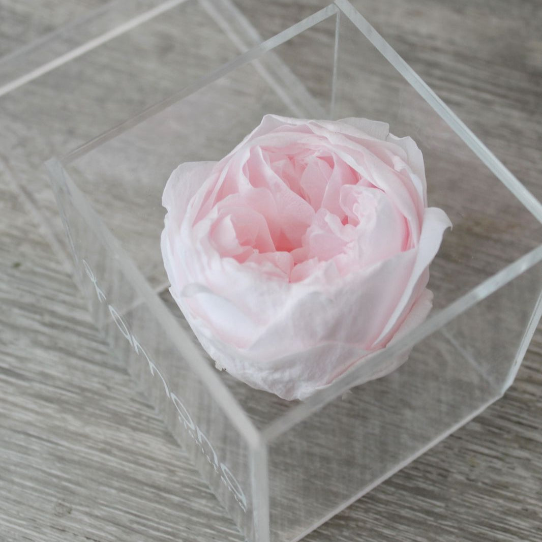 Peonias preservadas