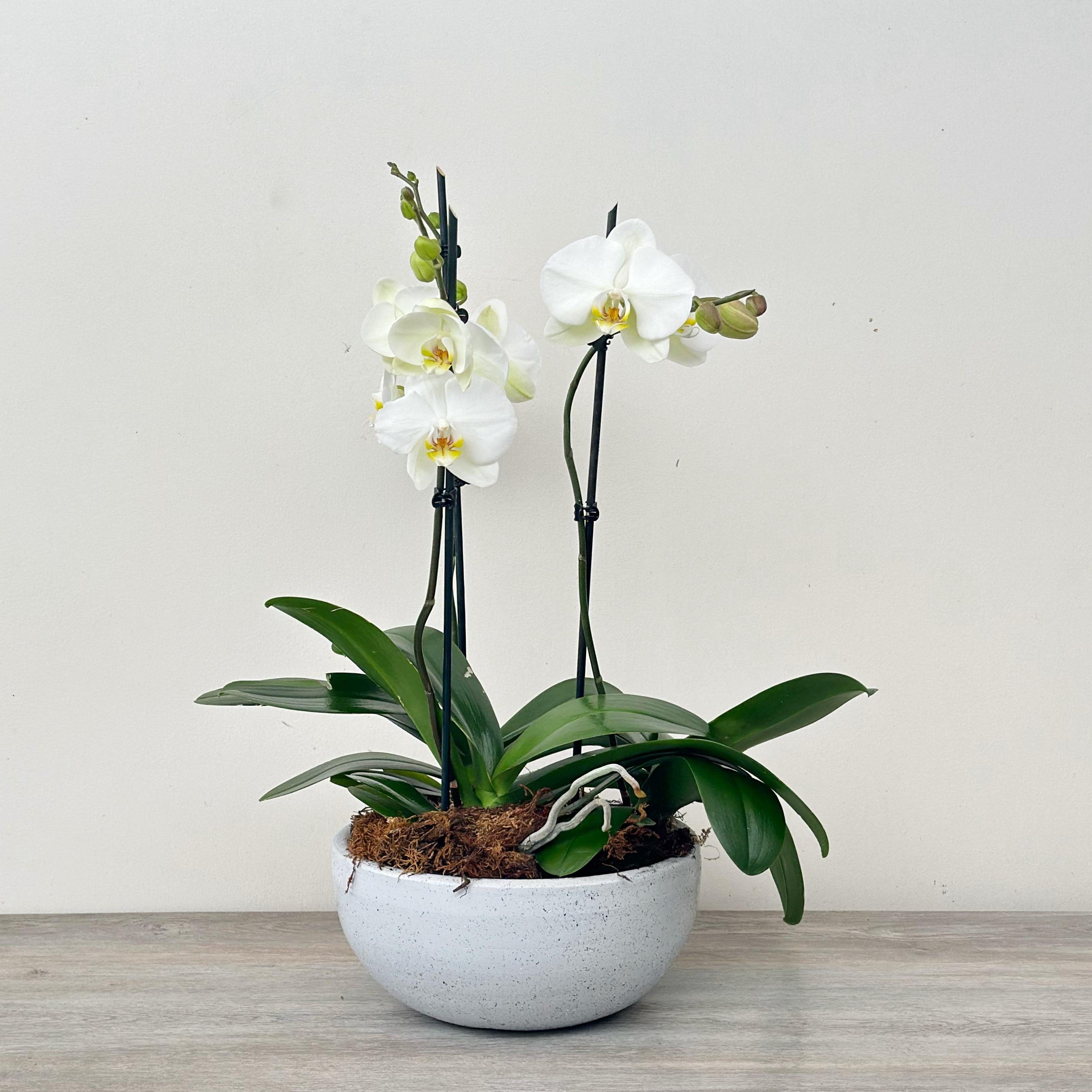 Arreglo de Orquídeas