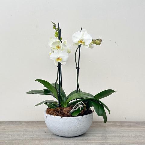 Orquídeas
