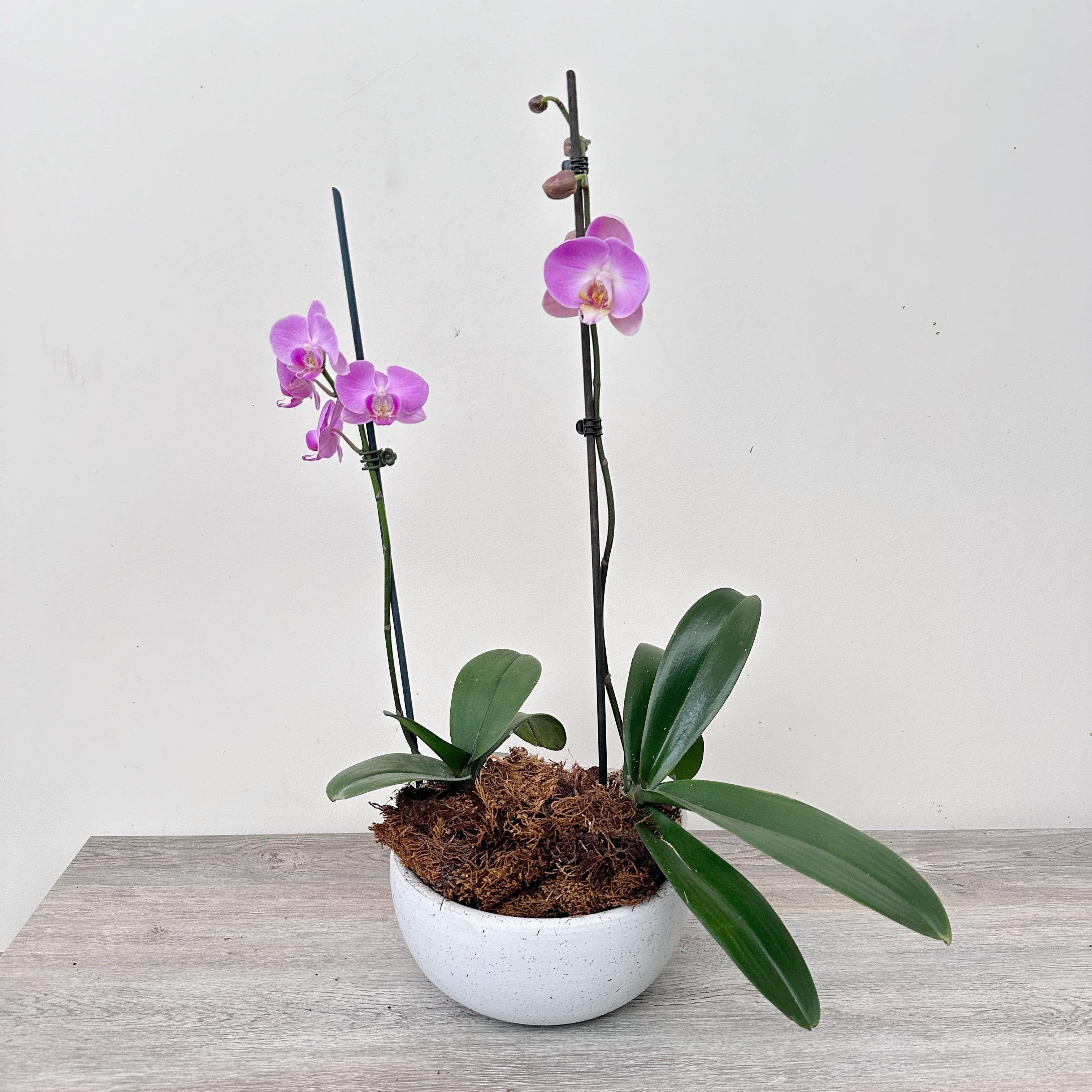 Arreglo de Orquídeas