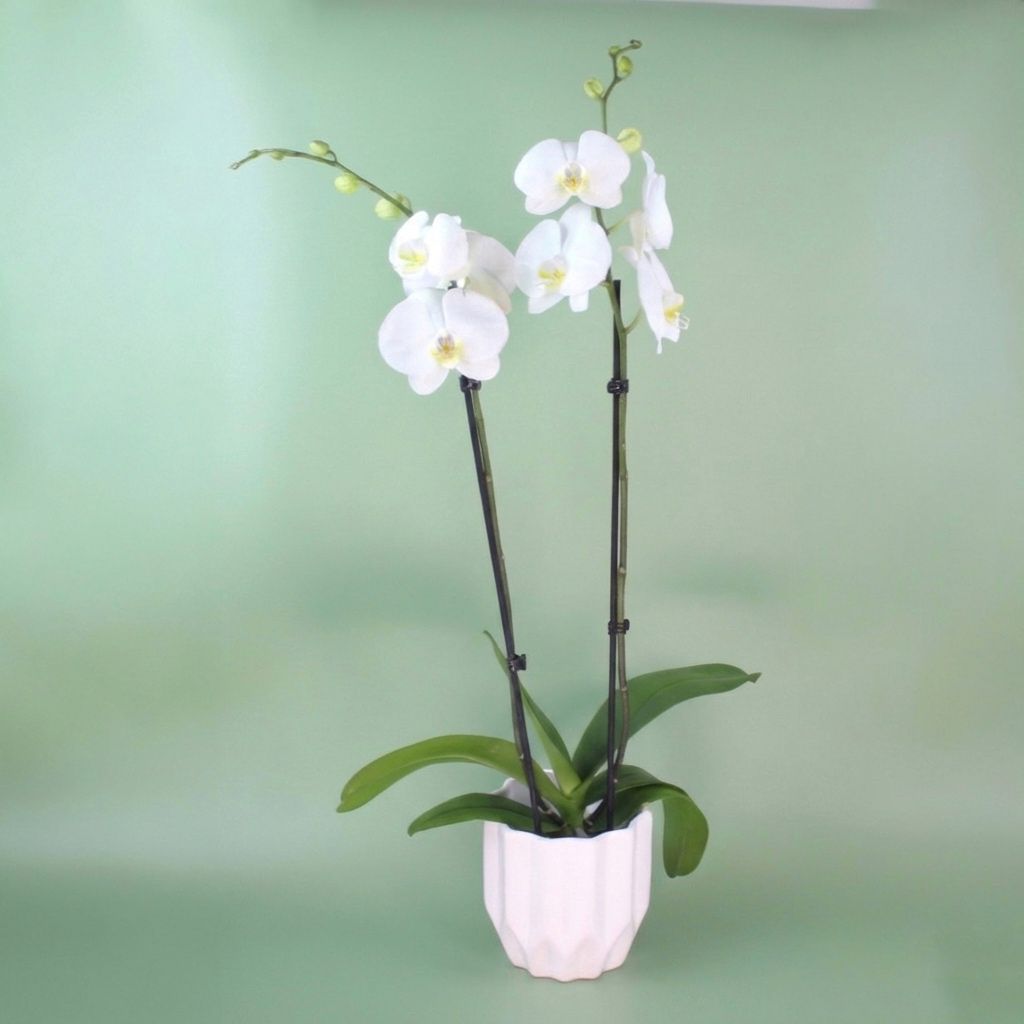 Philly Blanca - 2 Varitas