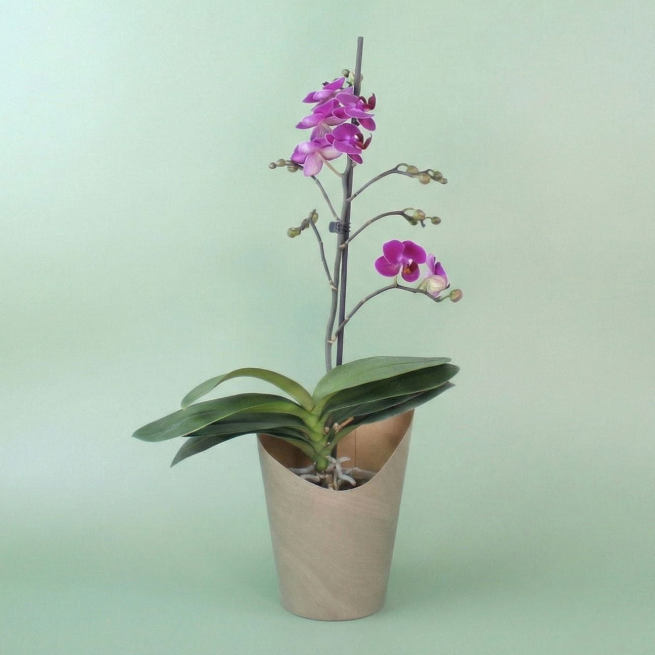 Philly Morelia - 1 varitas