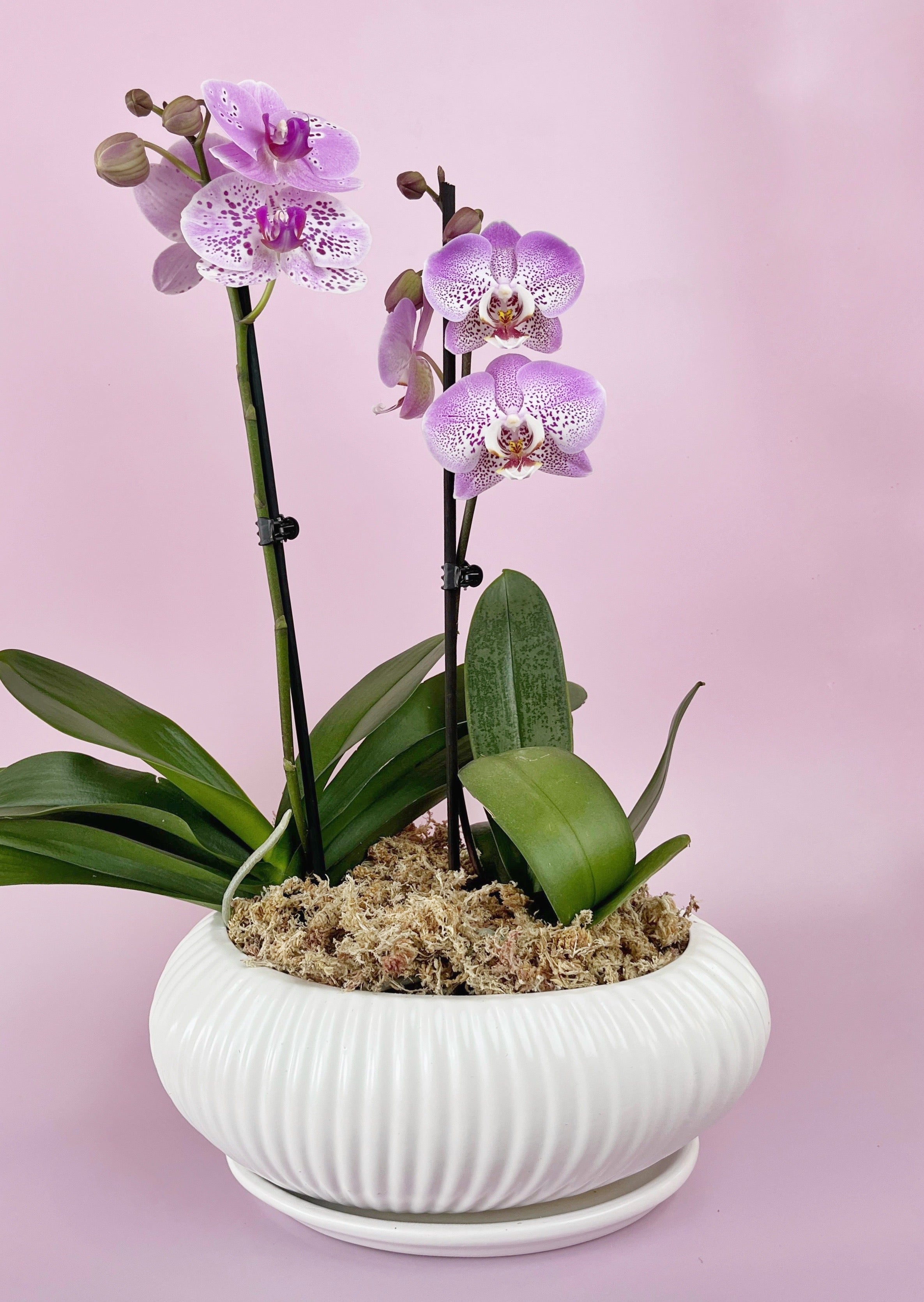 Arreglo de Orquídeas - Nordico Oval - Ramona Floristería 💐