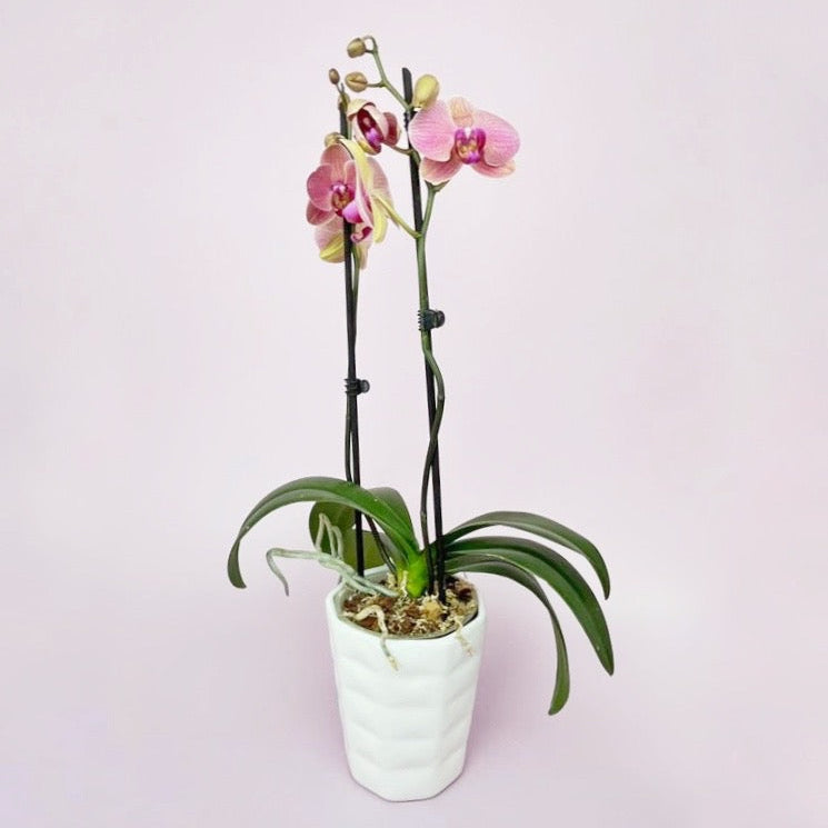 Philly Postre x 2 Varitas