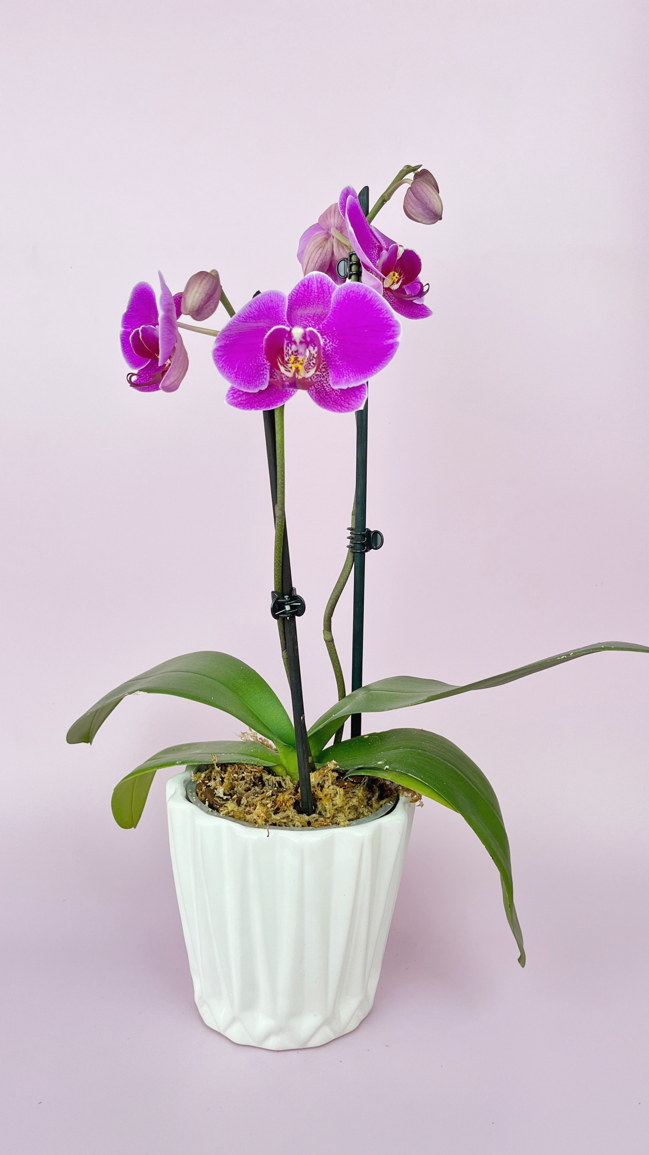 Philly Queentown 2 Varitas