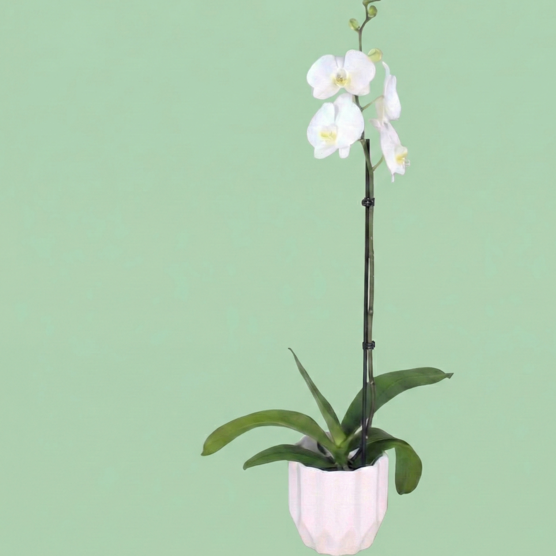 Philly Blanca - Ramona Floristería 💐