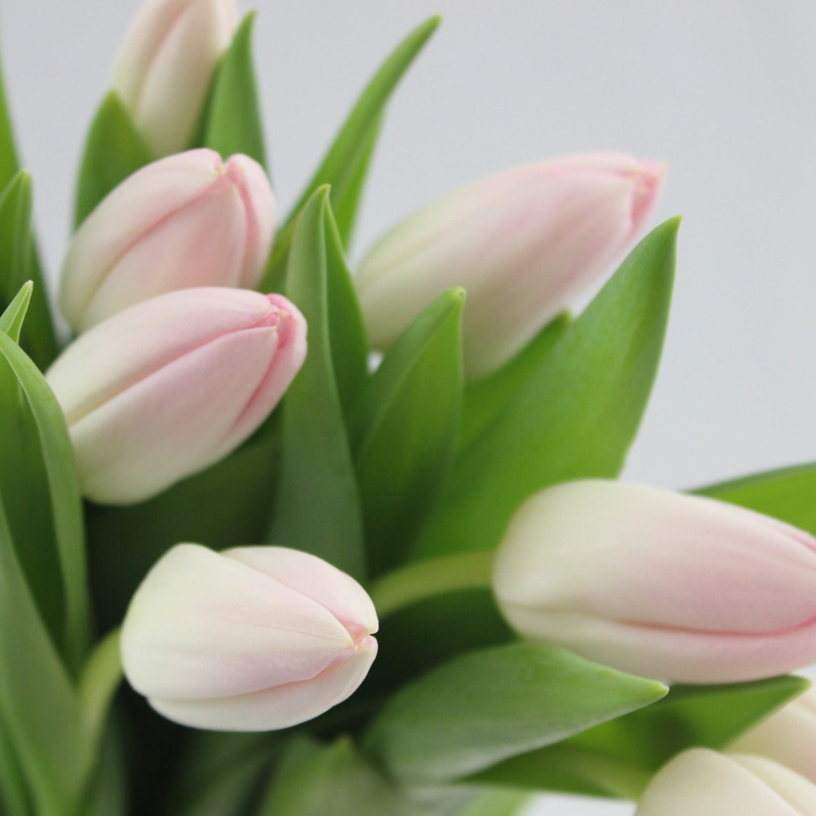 Caja de Tulipanes x 10
