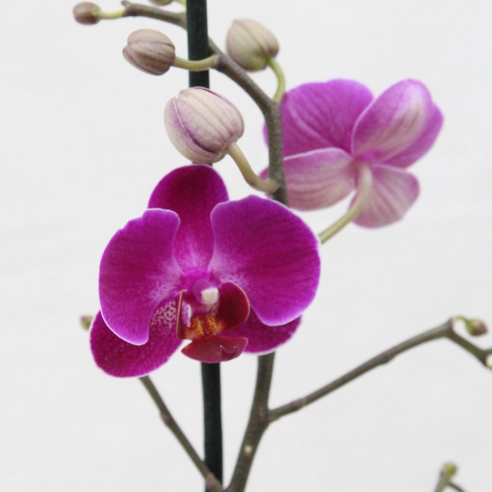 Philly Morelia - 2 varitas - Ramona Floristería 💐