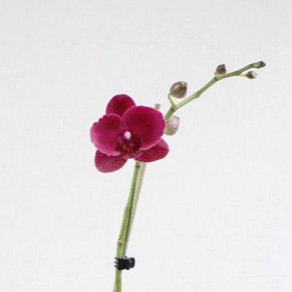 Philly Montreux - Ramona Floristería 💐