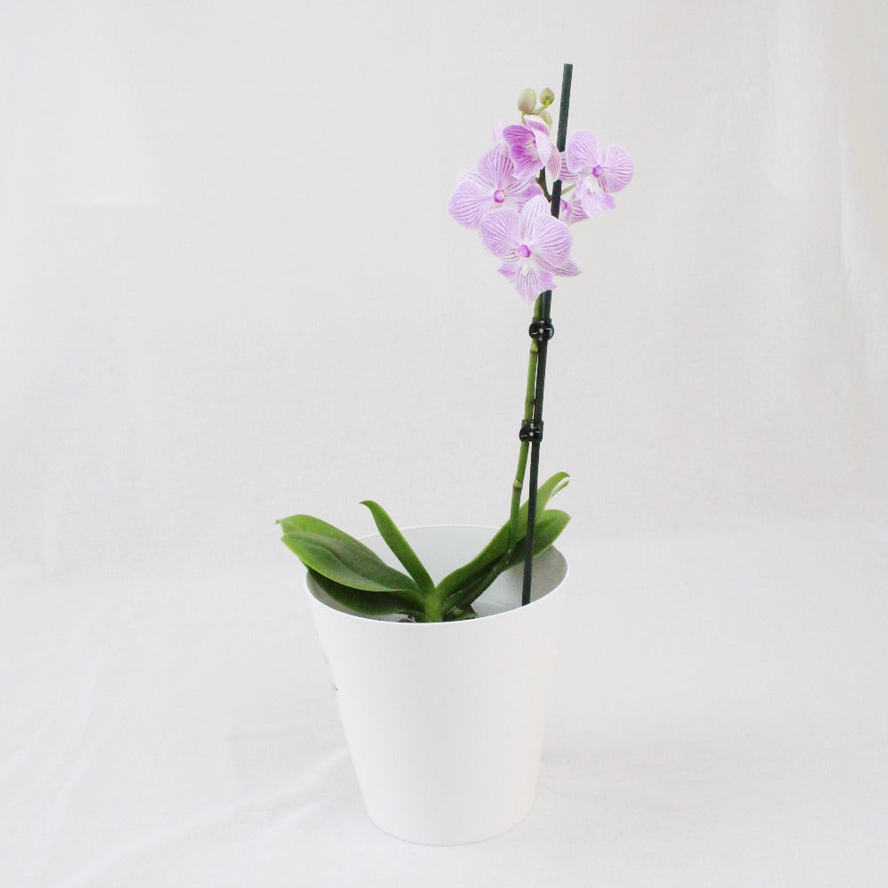 Philly Lilly - Ramona Floristería 💐