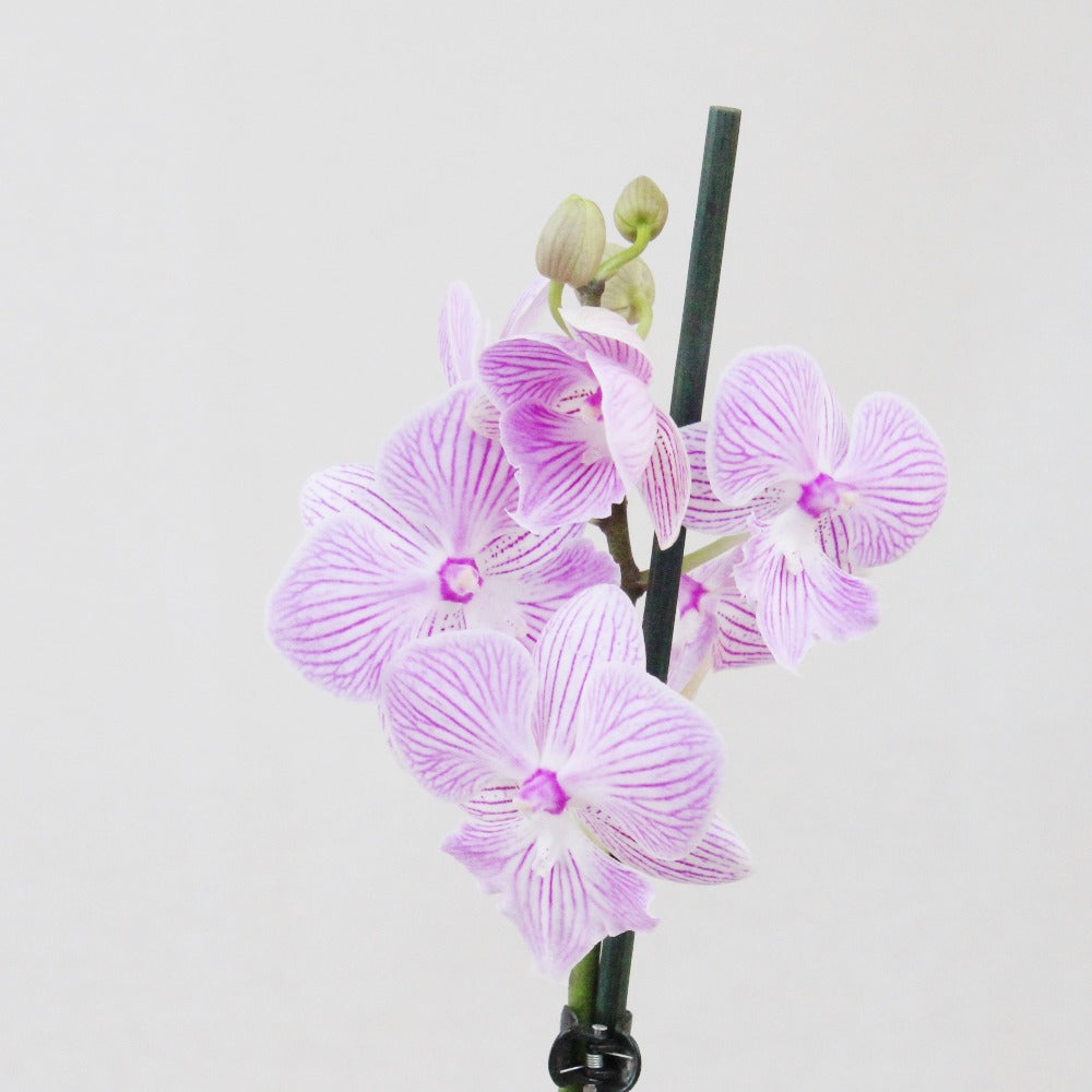 Philly Lilly - Ramona Floristería 💐