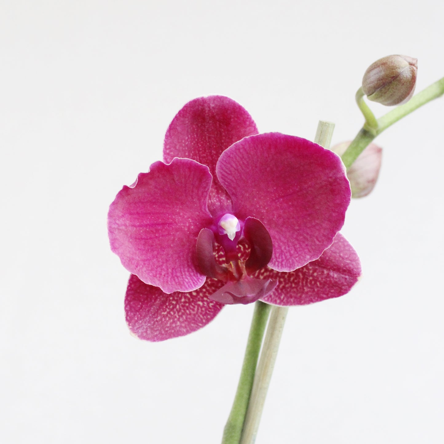 Philly Montreux - Ramona Floristería 💐