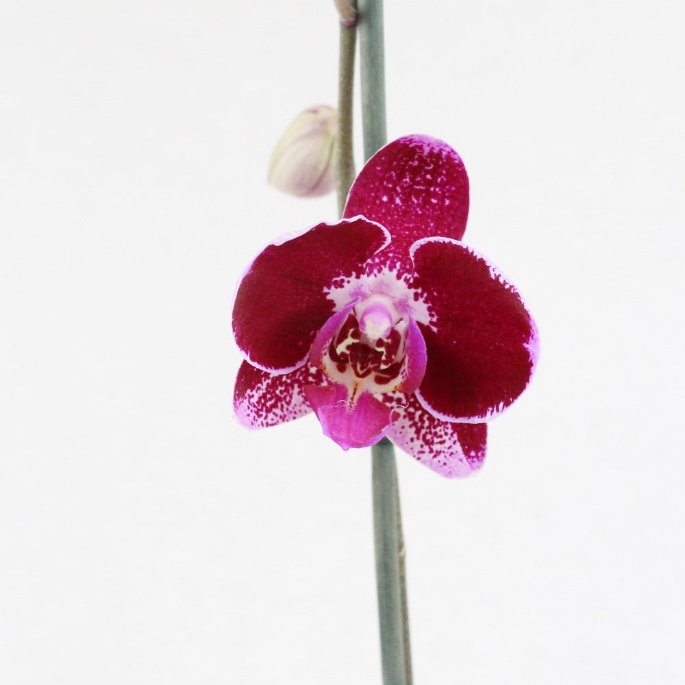 Taller de orquídeas - Ramona Floristería 💐