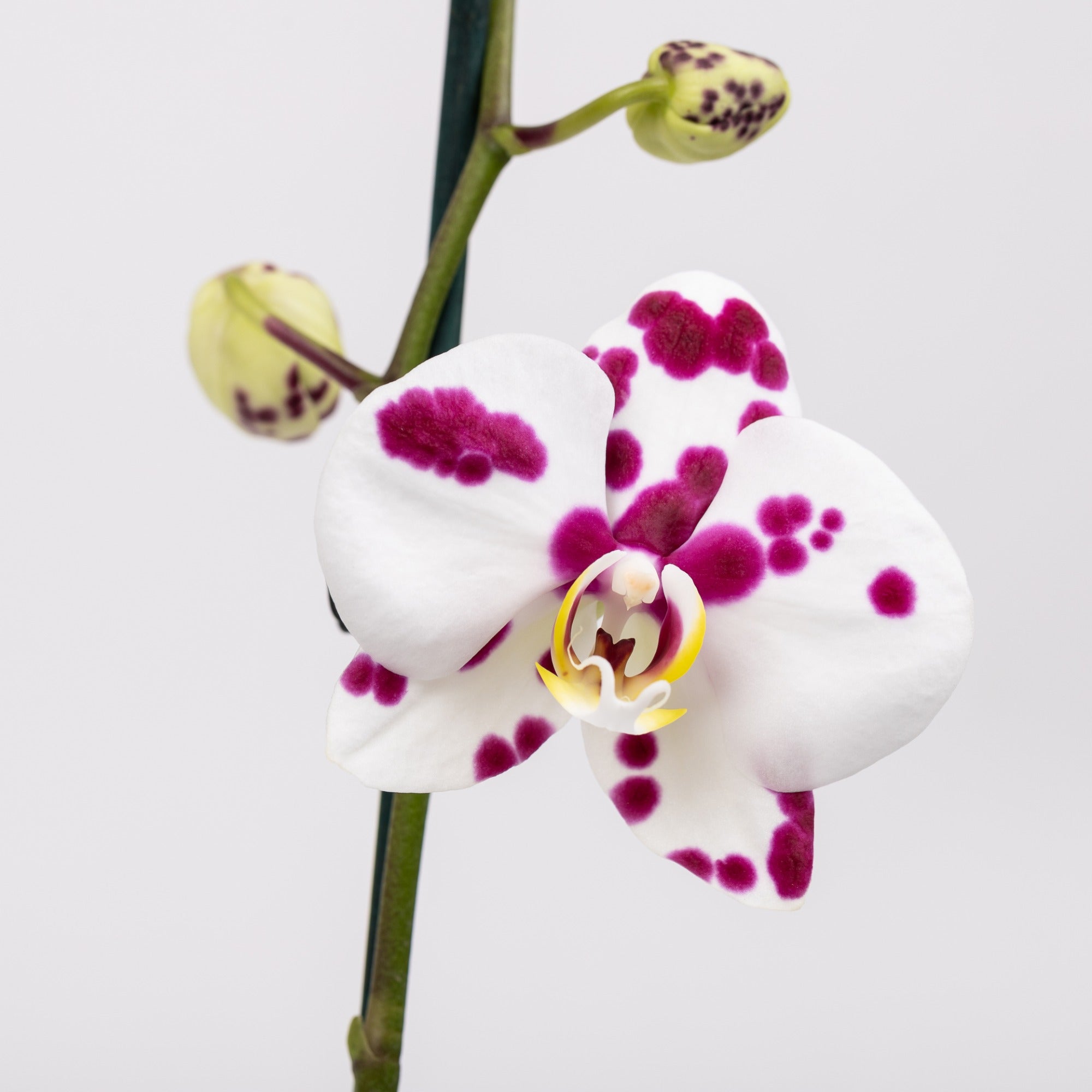 Philly Palamos - Ramona Floristería 💐