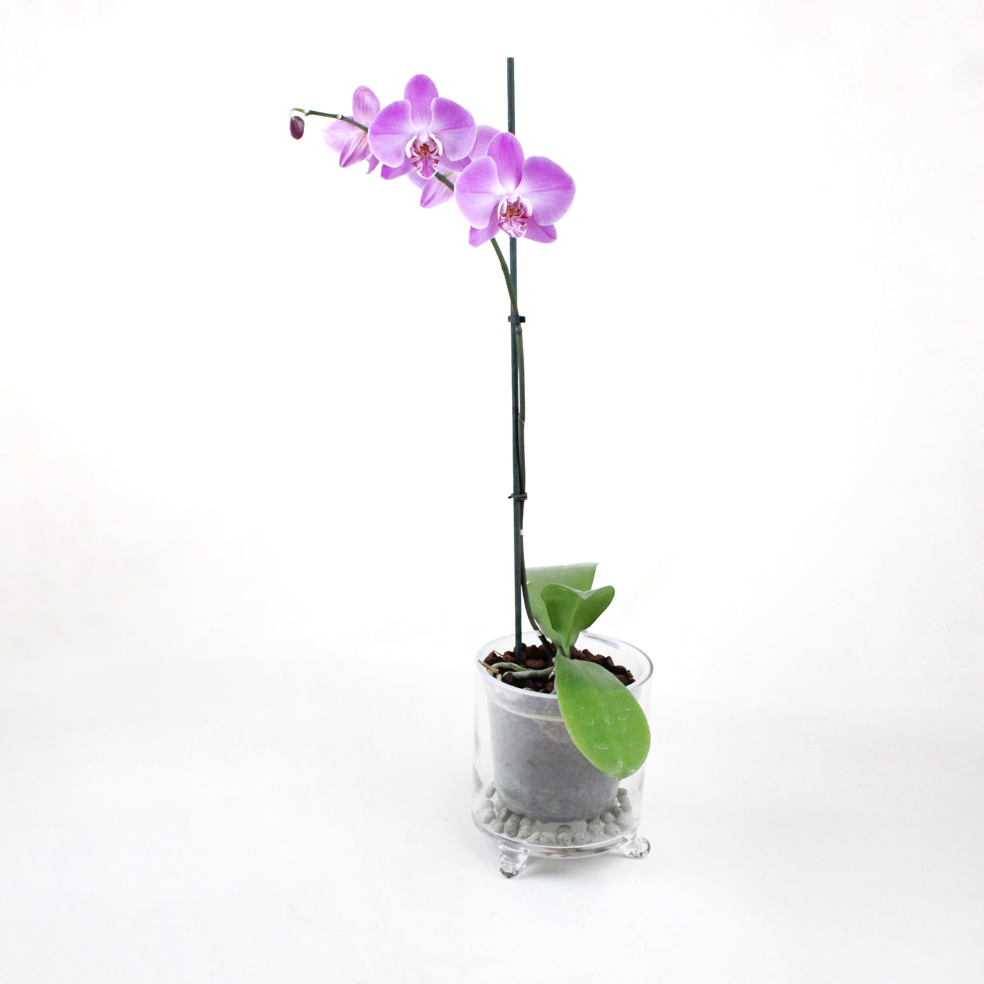 Porta Maceta Crystal - Ramona Floristería 💐