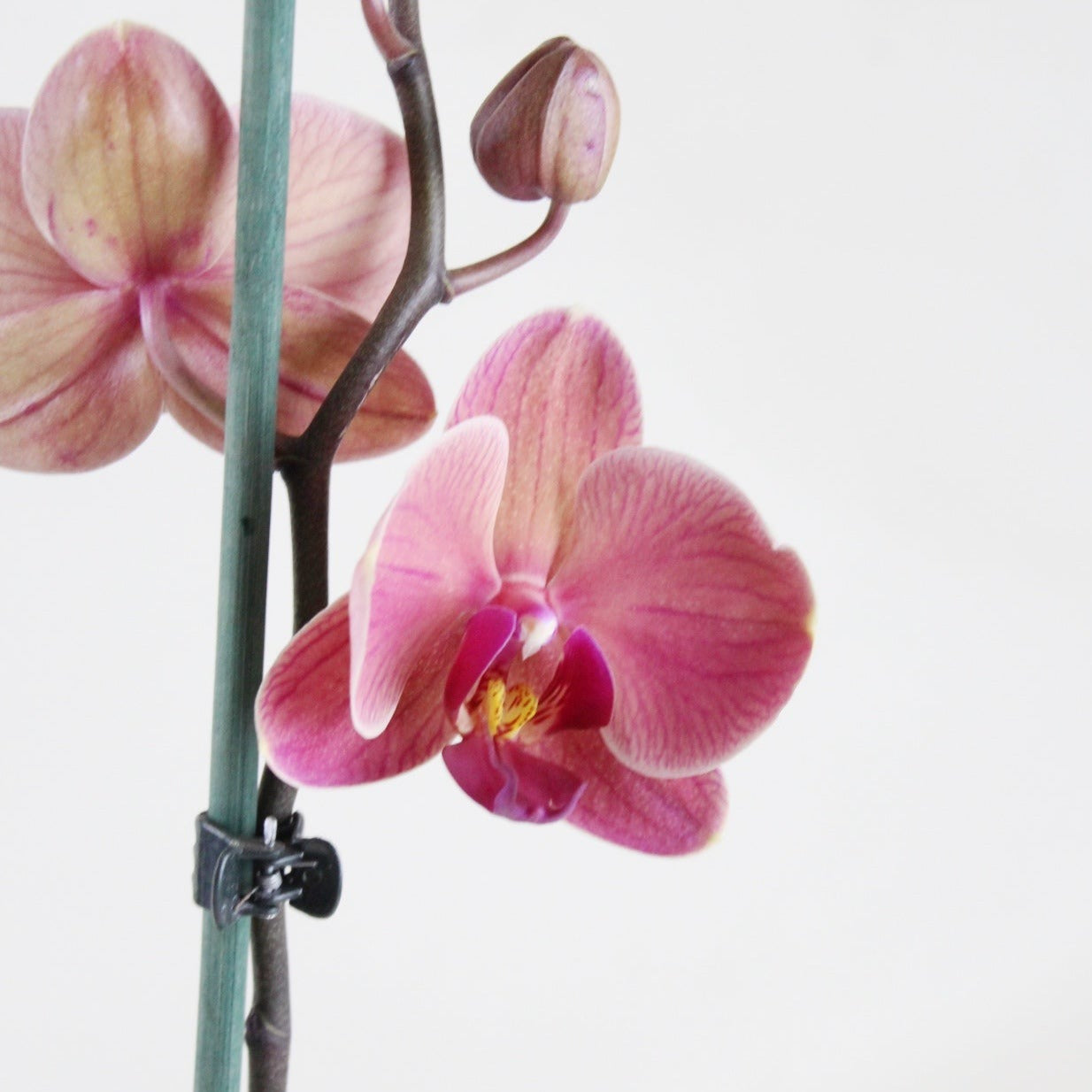 Philly Narbone - Ramona Floristería 💐