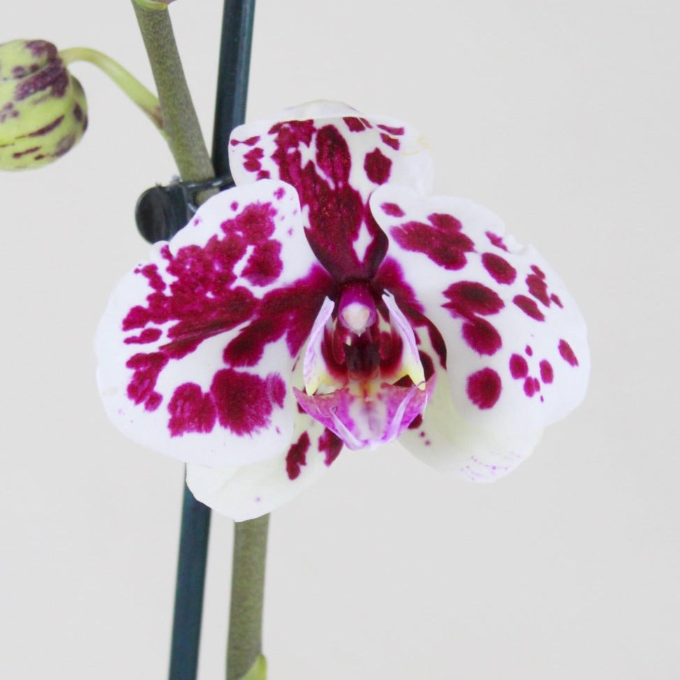 Philly Arlequin - Ramona Floristería 💐