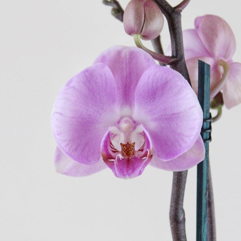 Philly Elion - Ramona Floristería 💐