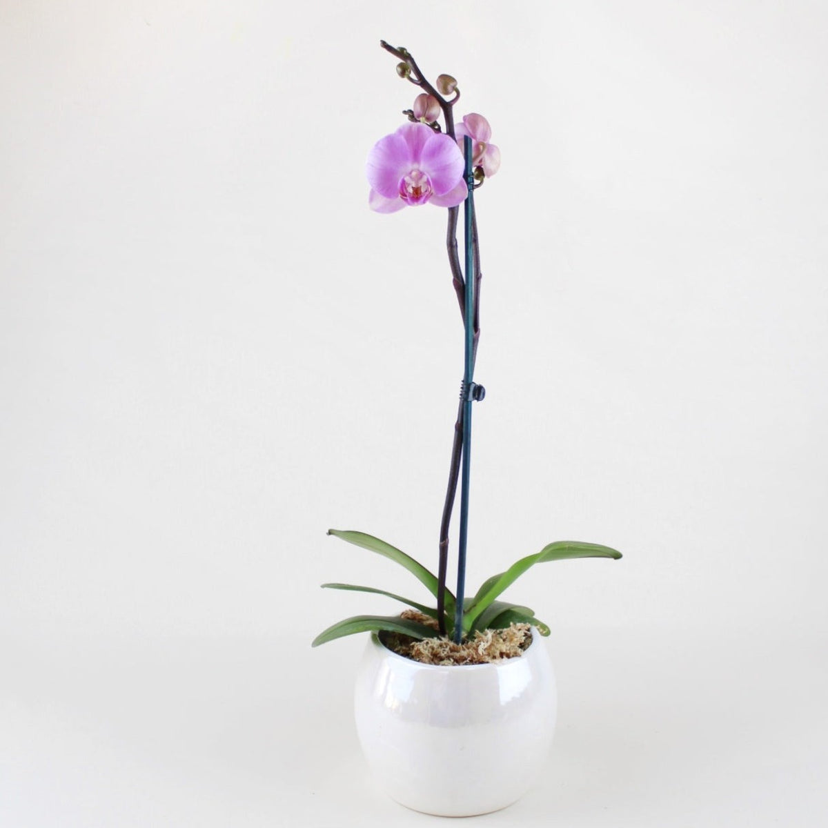 Philly Elion - Ramona Floristería 💐