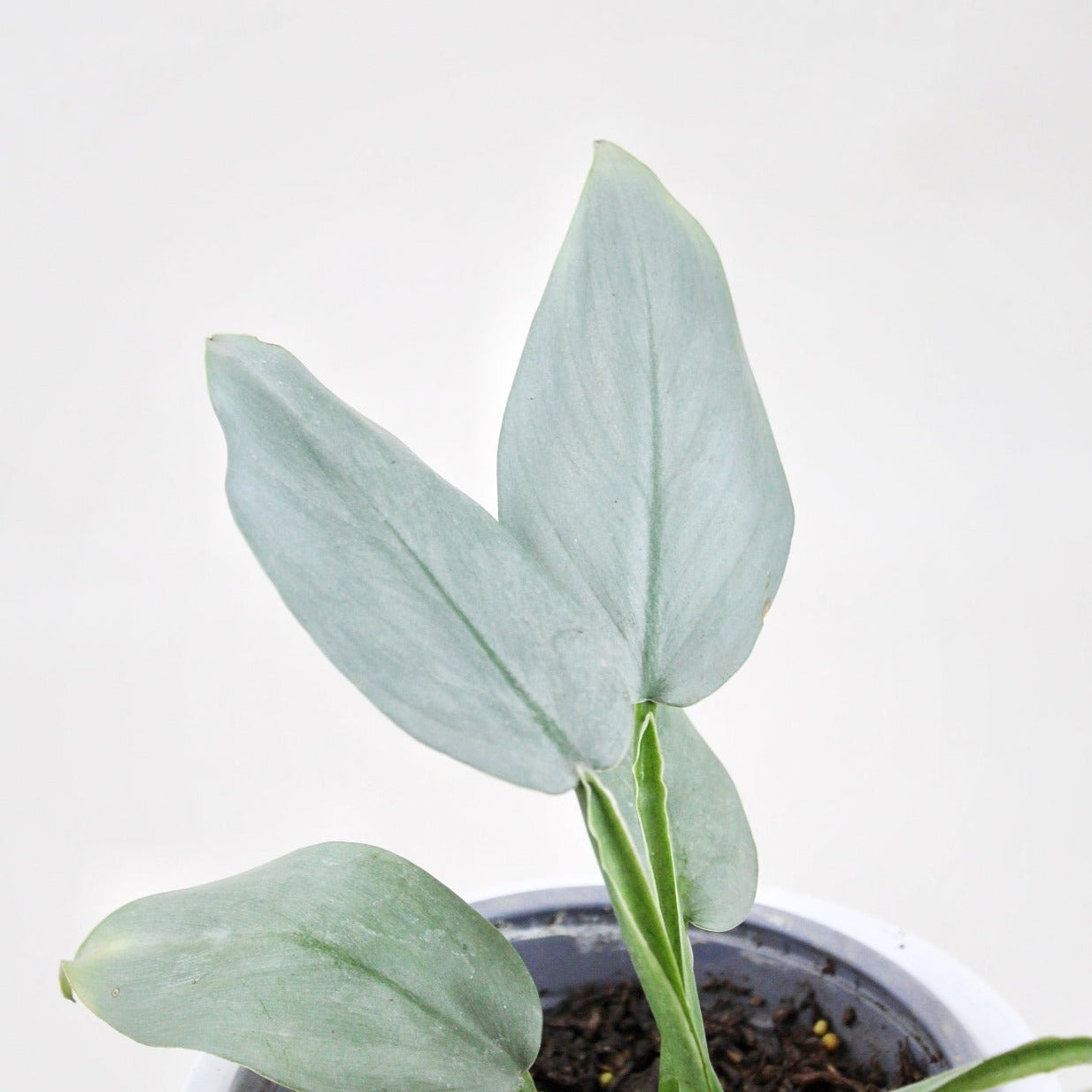 Phoenix Silver - Ramona Floristería 💐