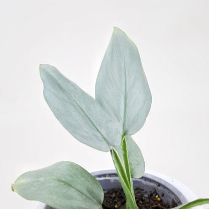 Phoenix Silver - Ramona Floristería 💐