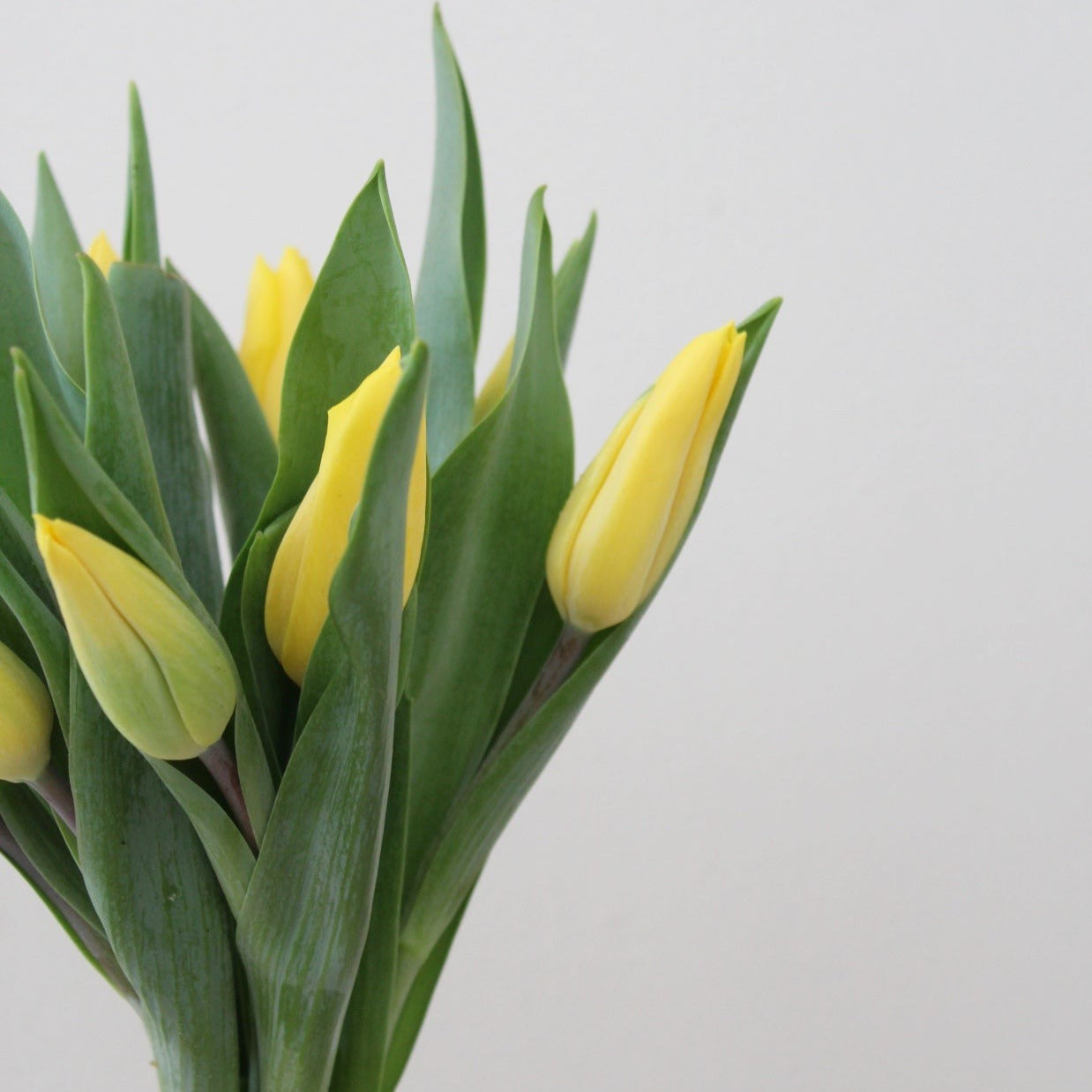 Tulipanes en Florero - DM2026