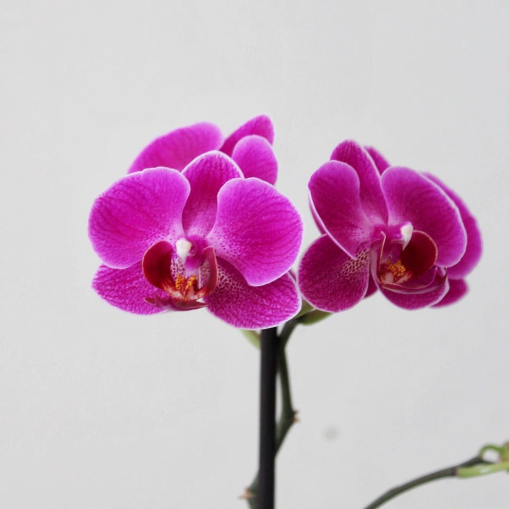 Philly Morelia - 1 varitas - Ramona Floristería 💐